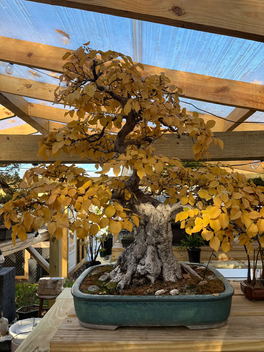 Korean hornbeam