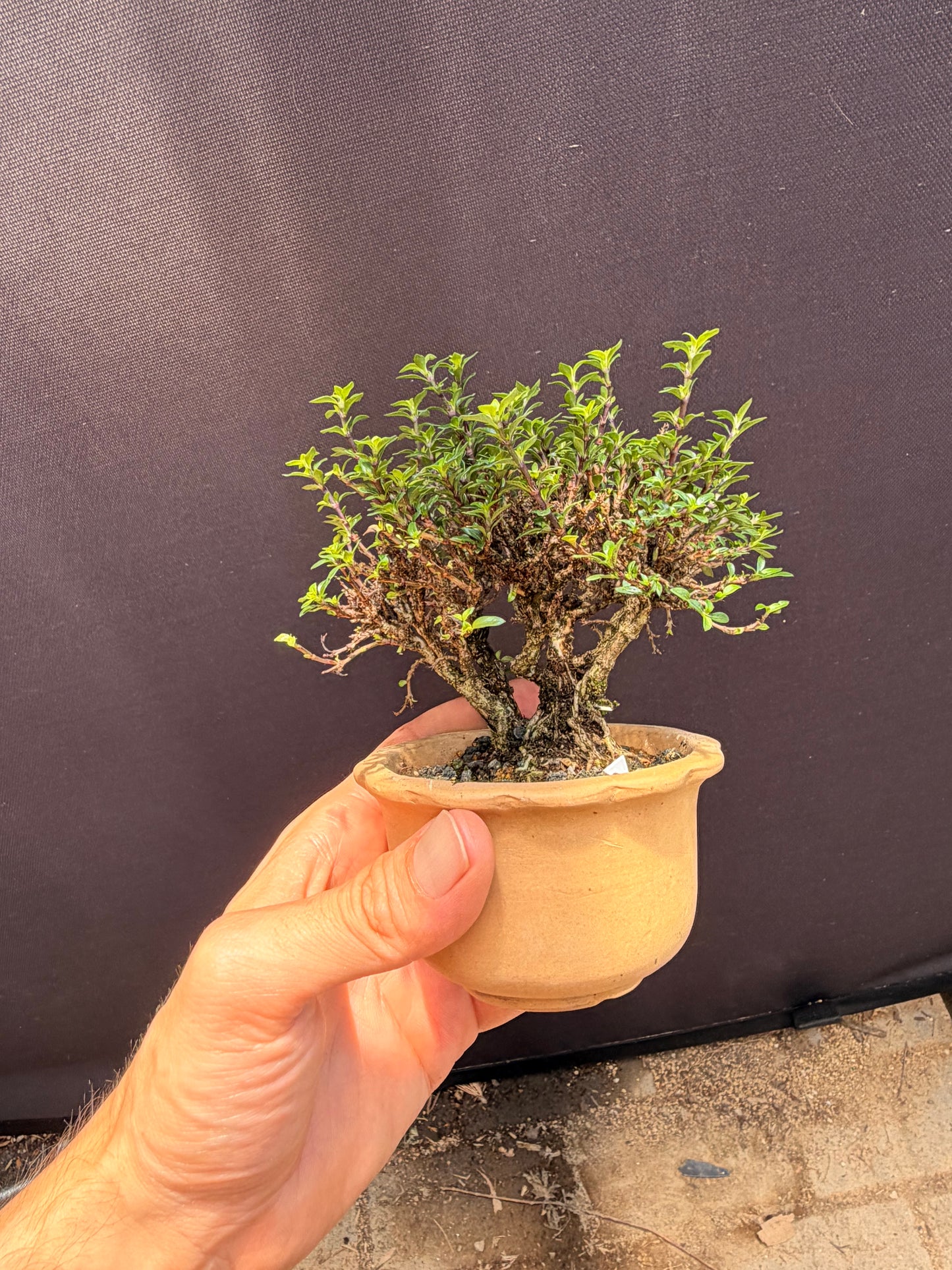 Hokkaido Serissa