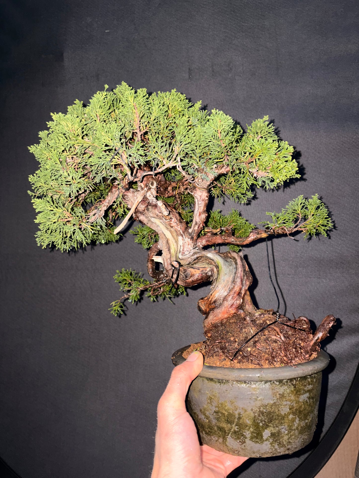 Shimpaku juniper itoigawa