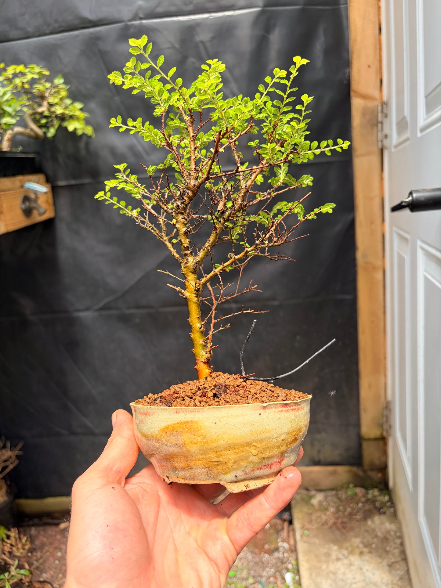 Seiju chinese elm