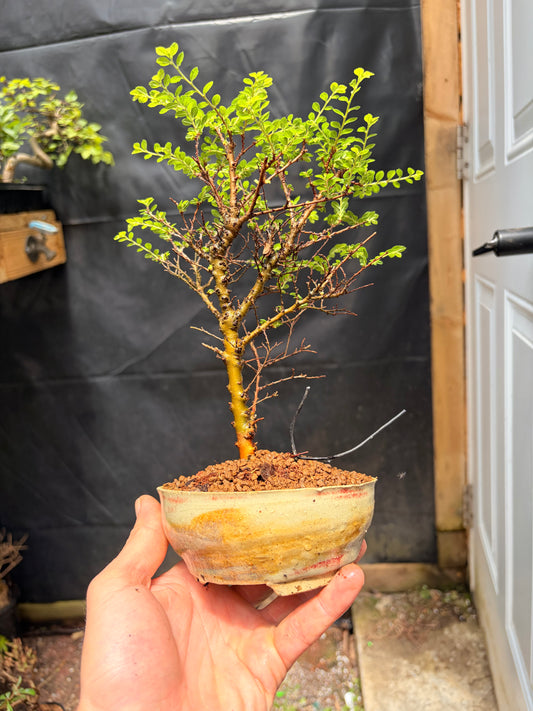 Seiju chinese elm