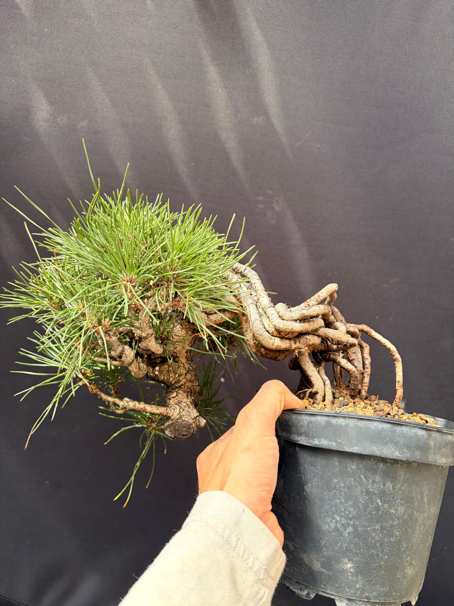 Japanese black pine exposed roots