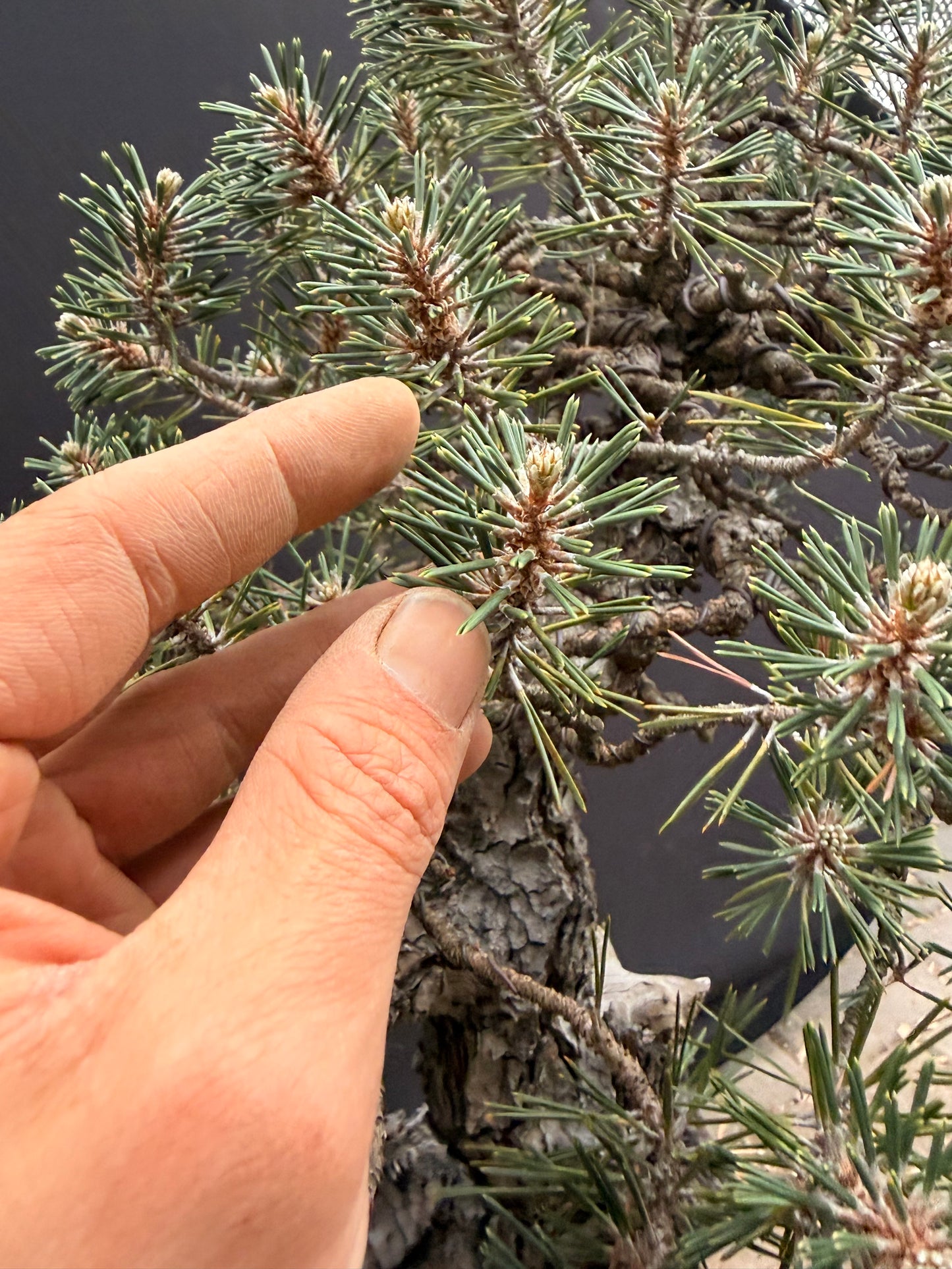 Kotobuki Japanese black pine
