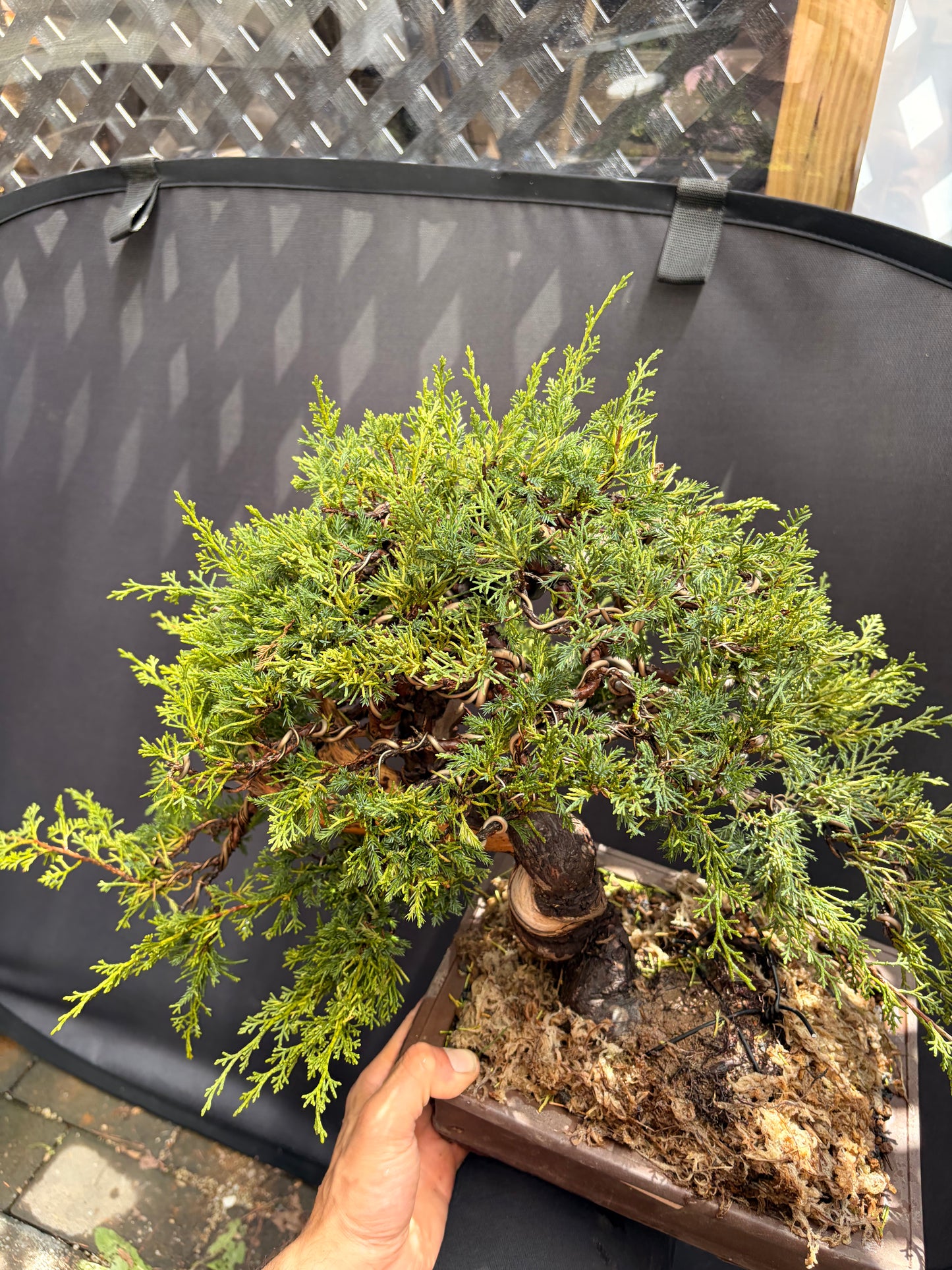 Shimpaku juniper itoigawa