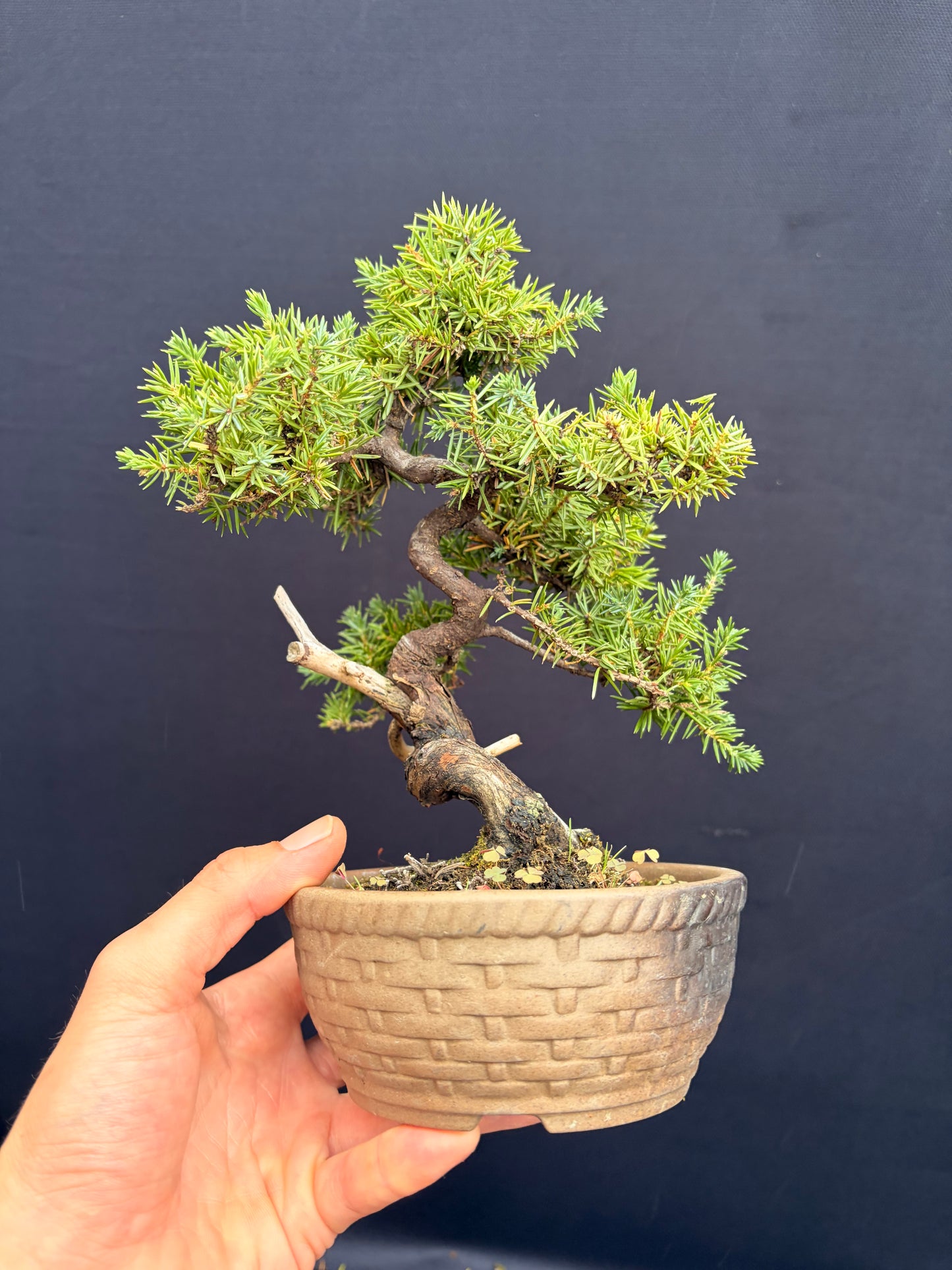 Tosho needle juniper