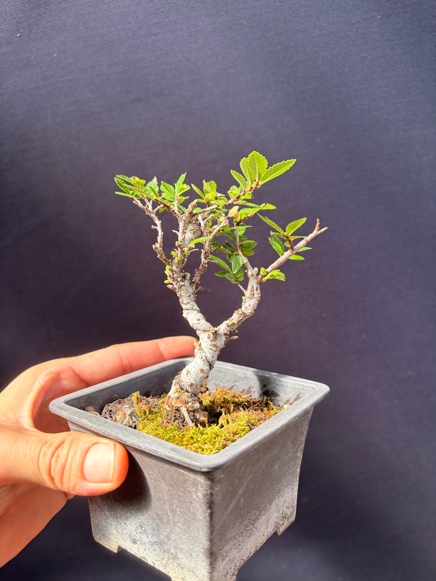 Nire Chinese elm