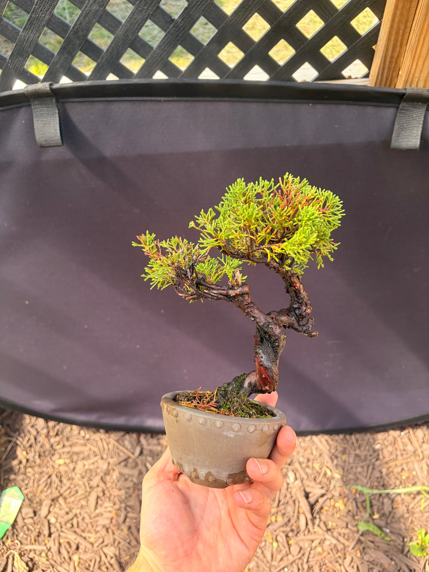 Shimpaku juniper