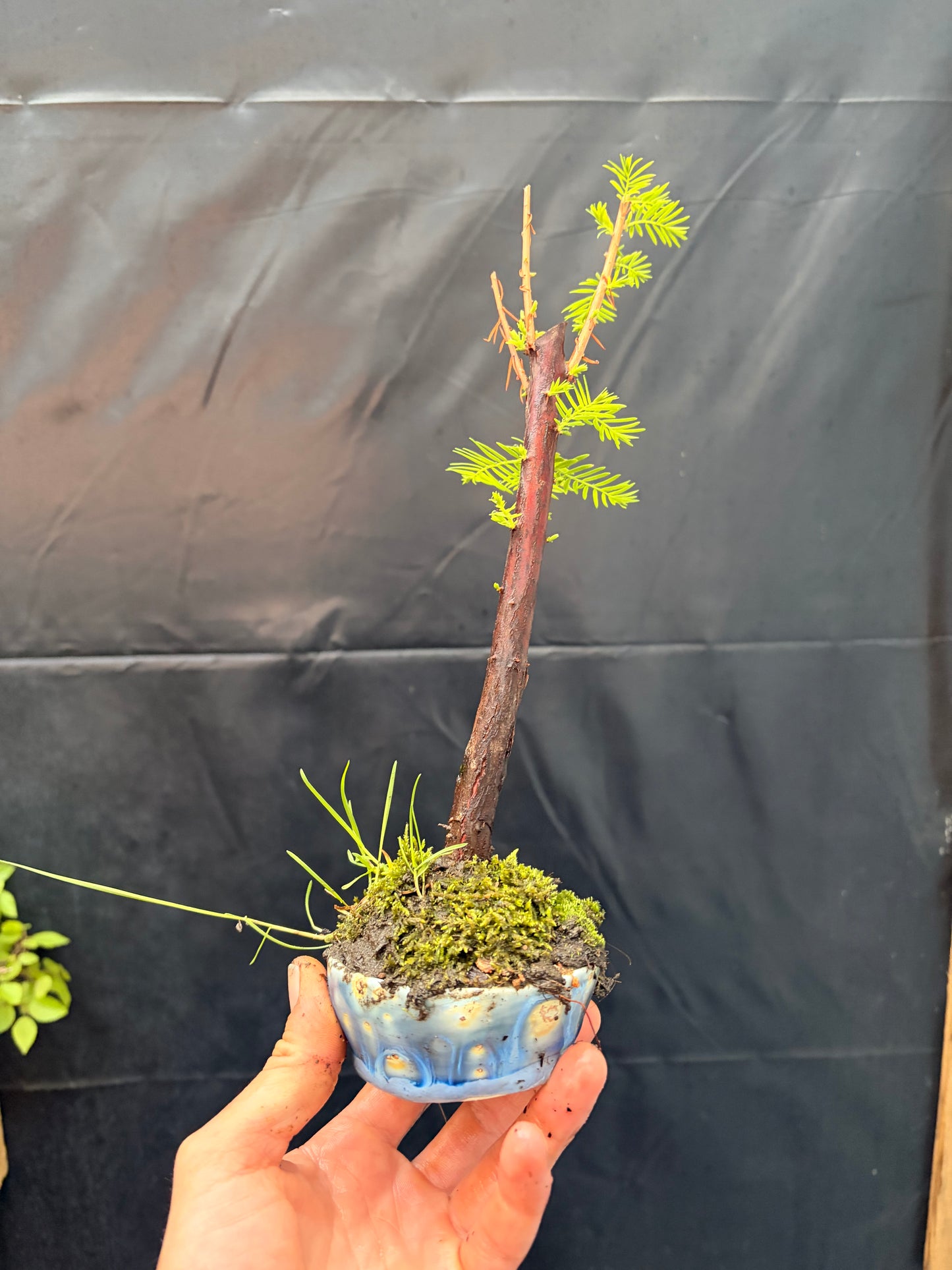 Bald cypress