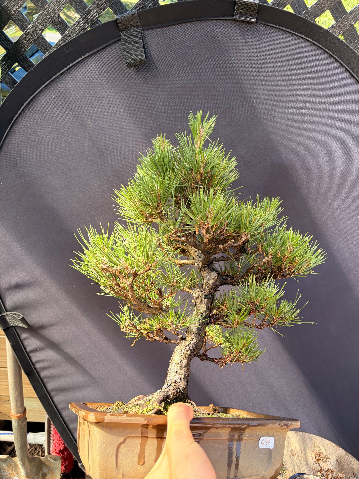 Japanese black pine
