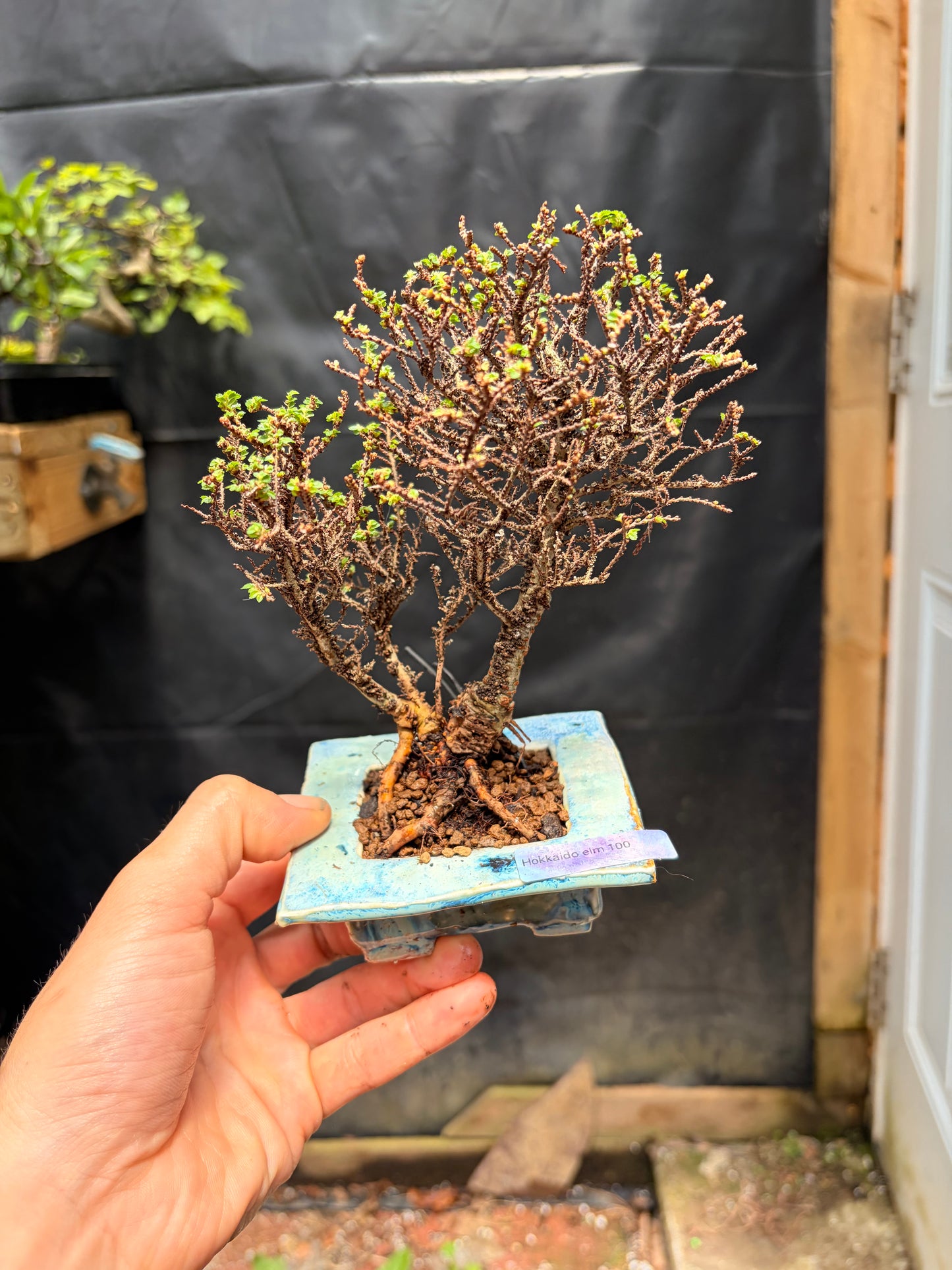 Hokkaido Chinese elm