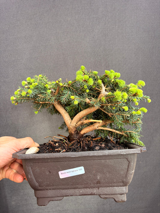Birds nest spruce