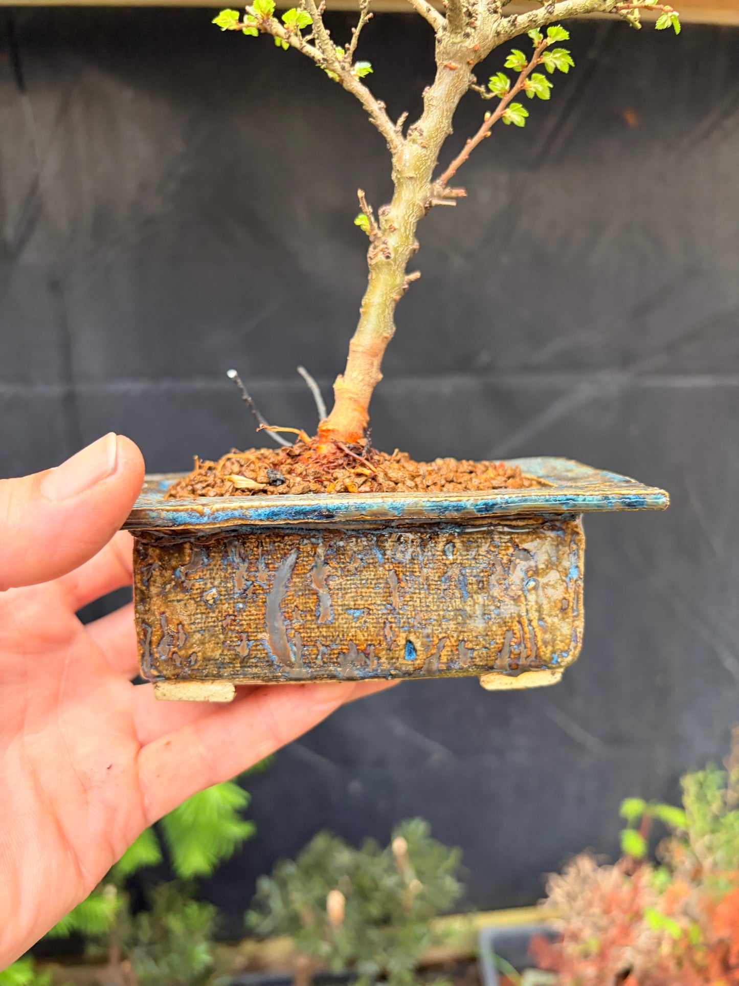Seiju elm