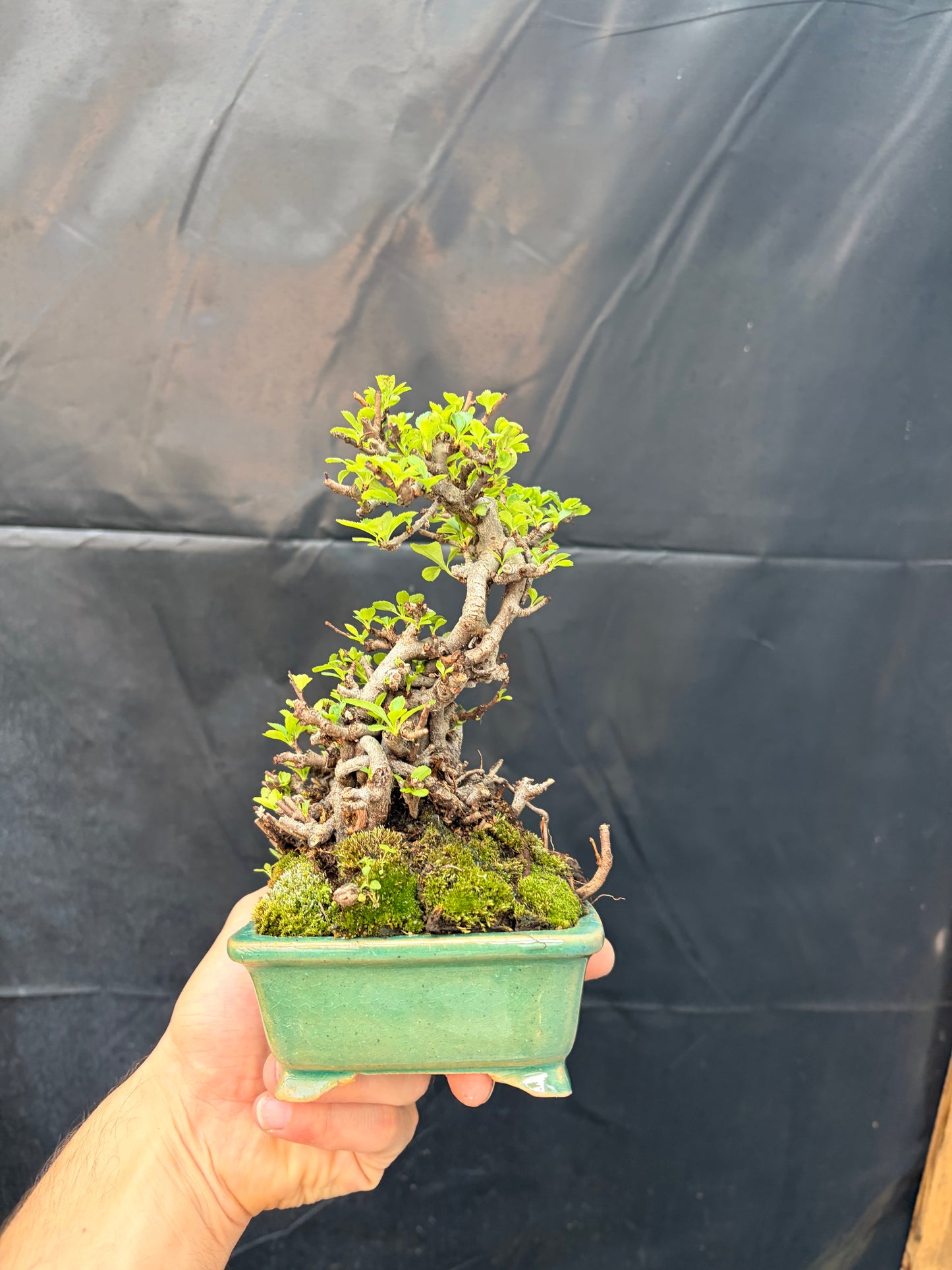 Red chojubai