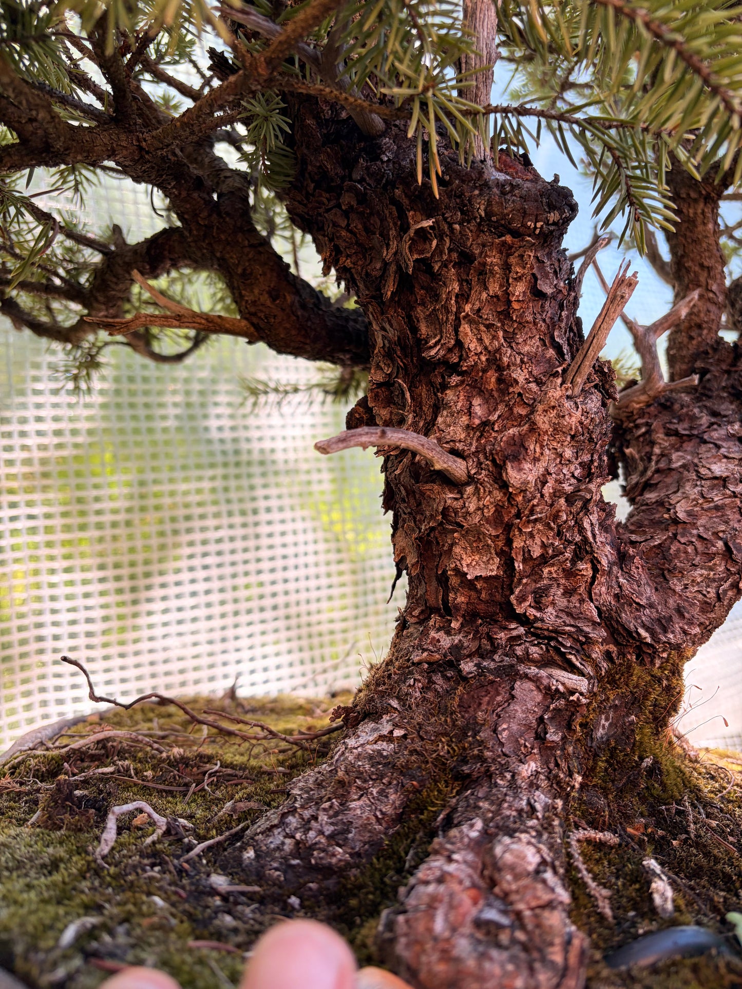 Spruce Ron lang pot
