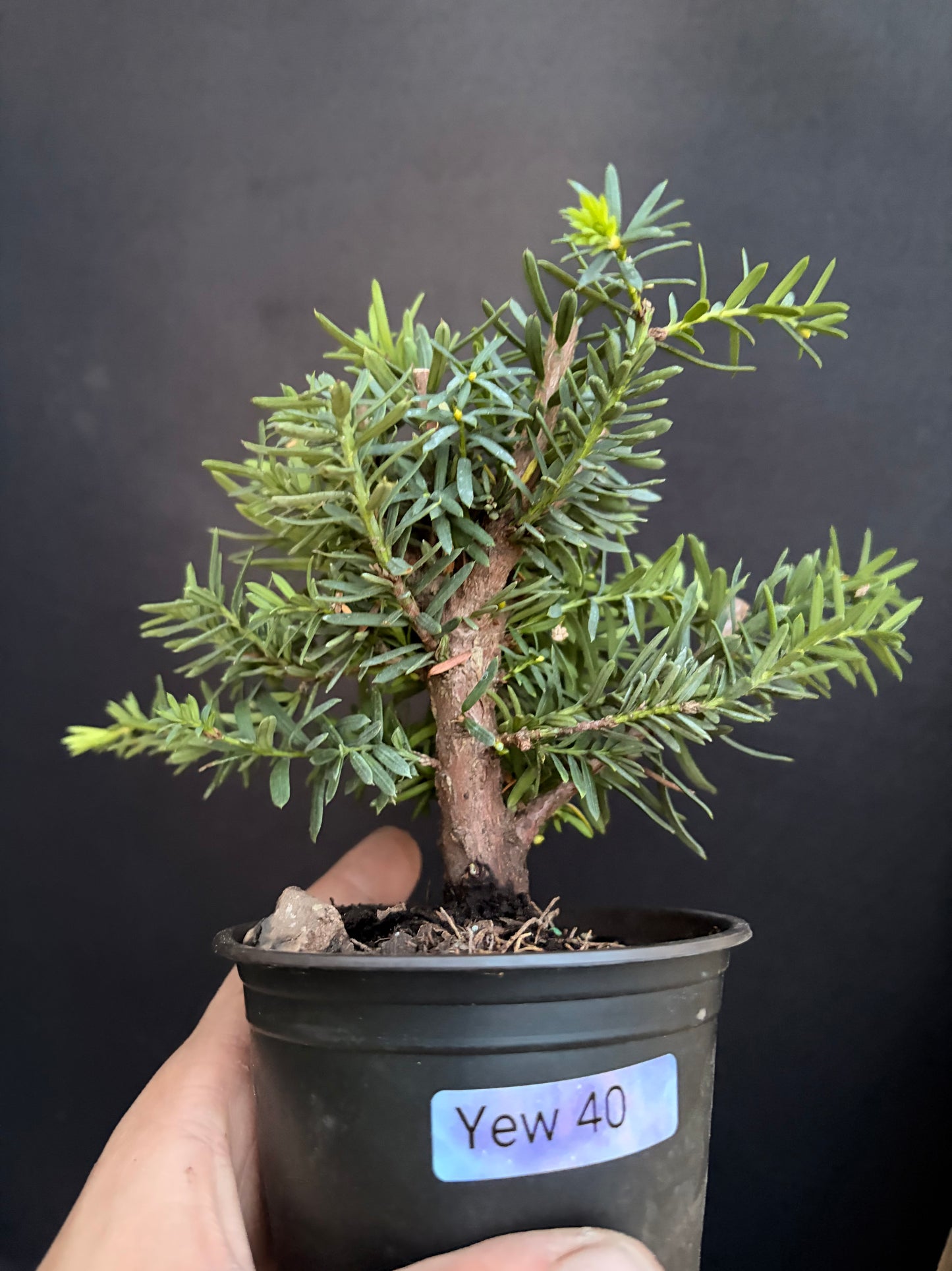 Yew