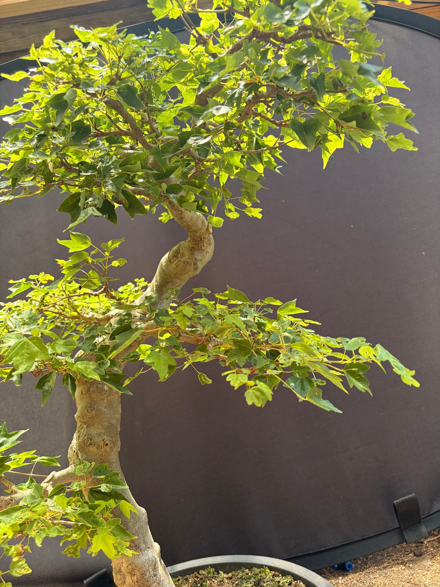 Trident maple