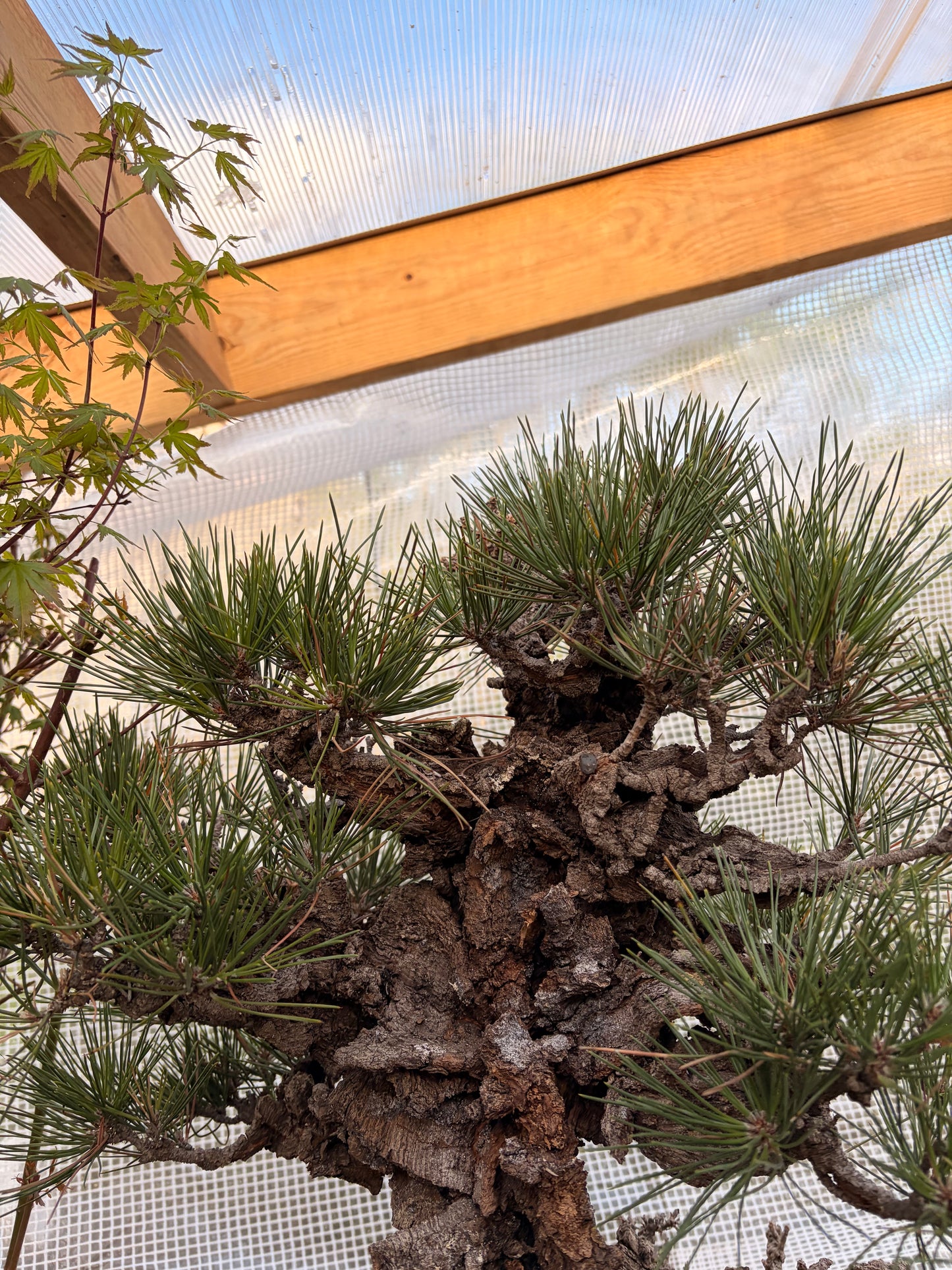 Japanese black pine cork bark yume nishiki