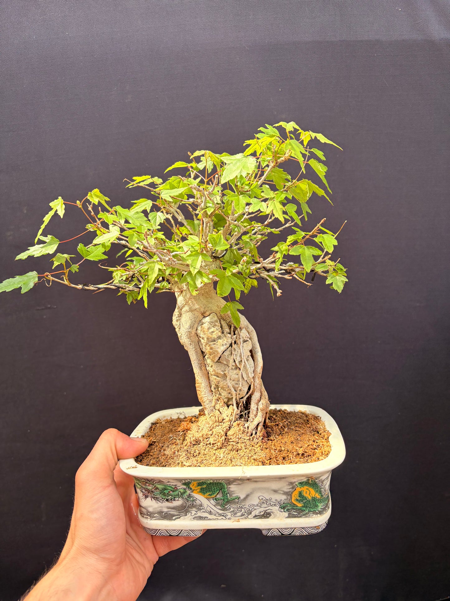 Trident maple root over rock