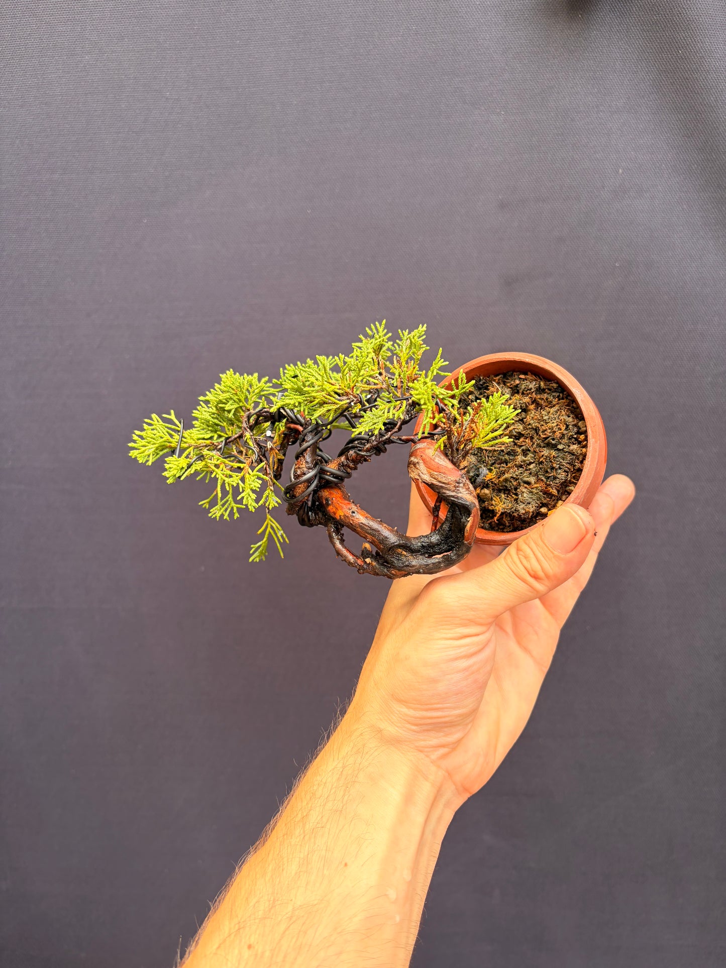 Shimpaku juniper