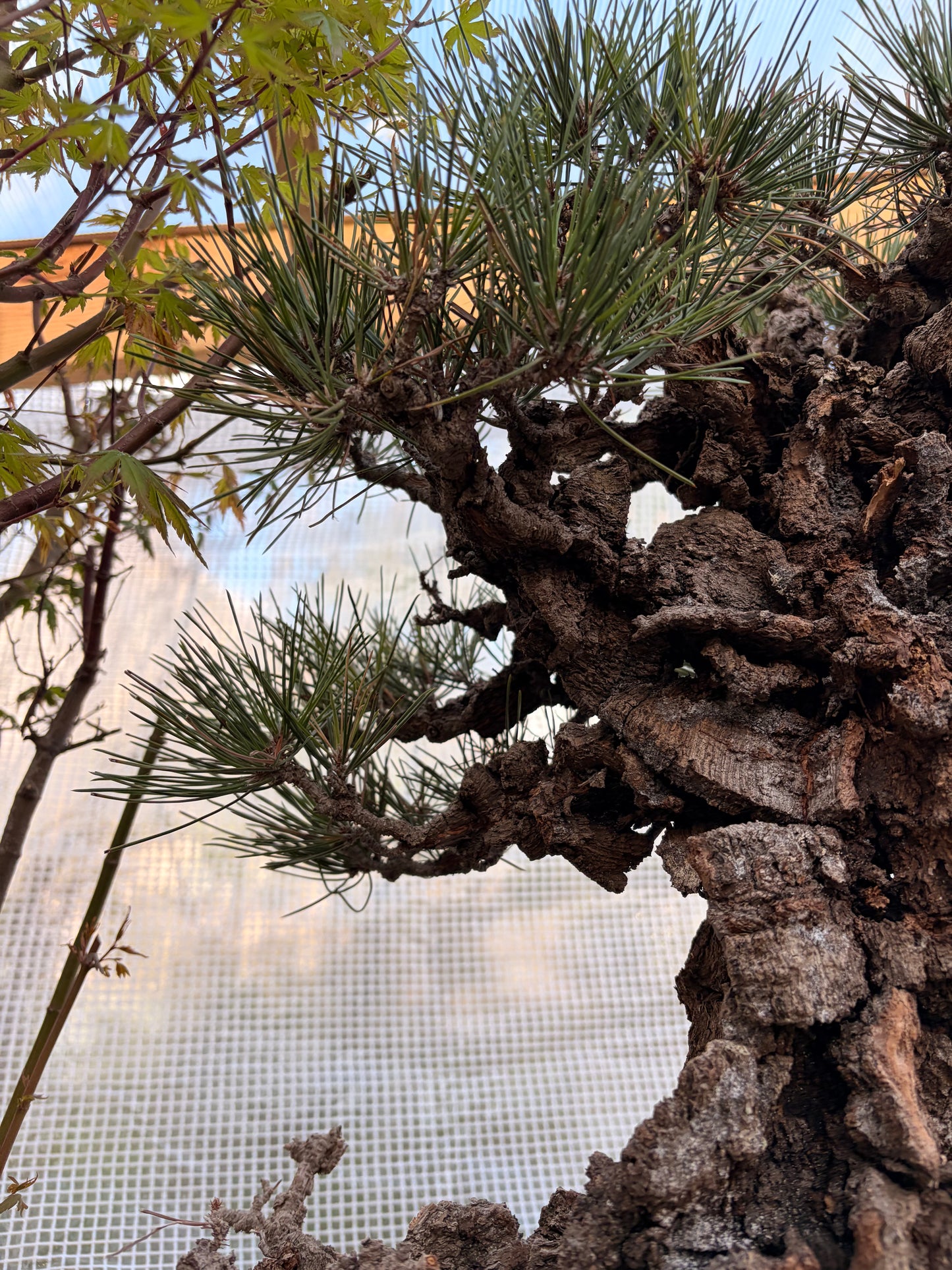 Japanese black pine cork bark yume nishiki