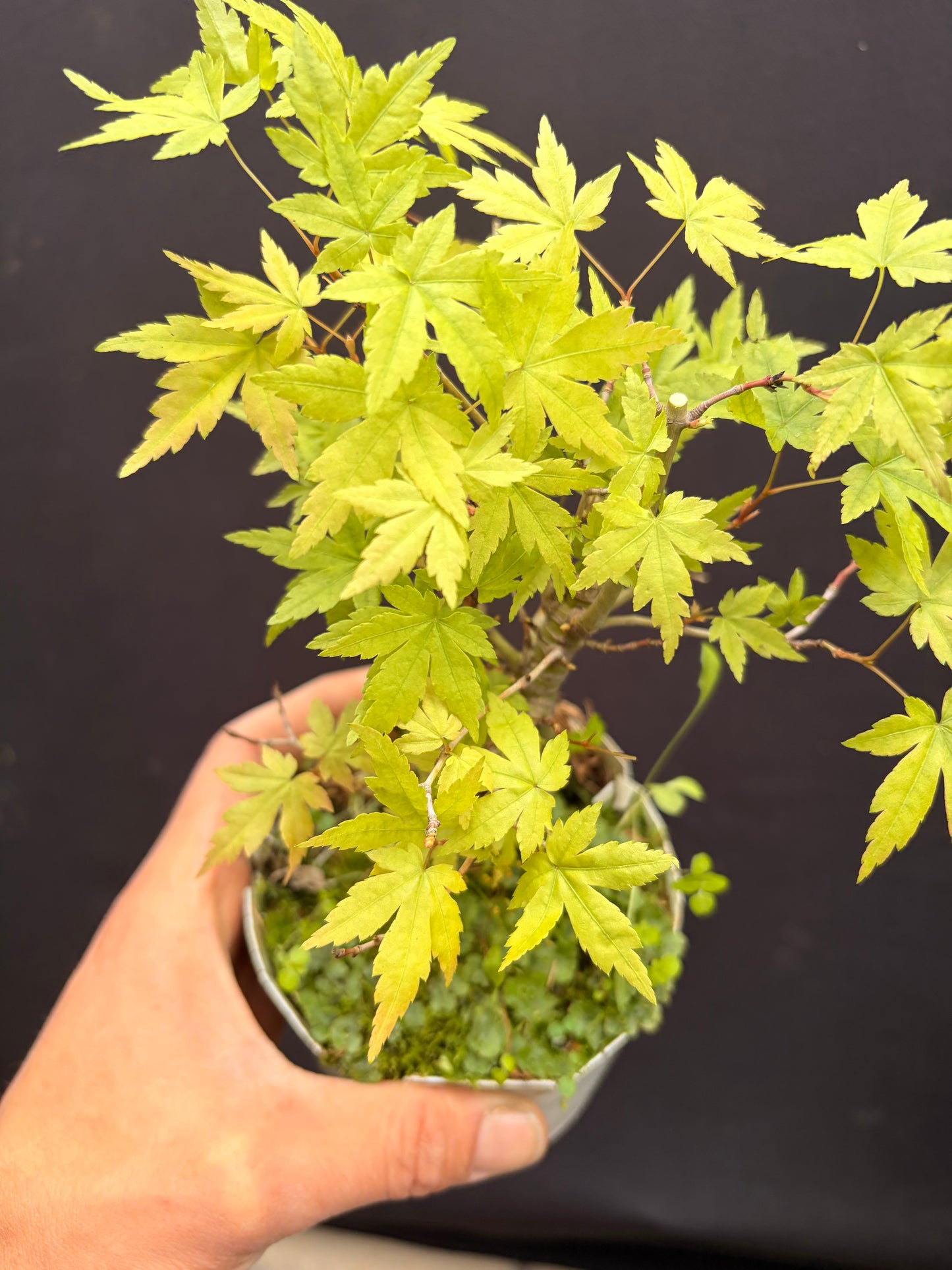 Small leaf Japanese maple cultivar