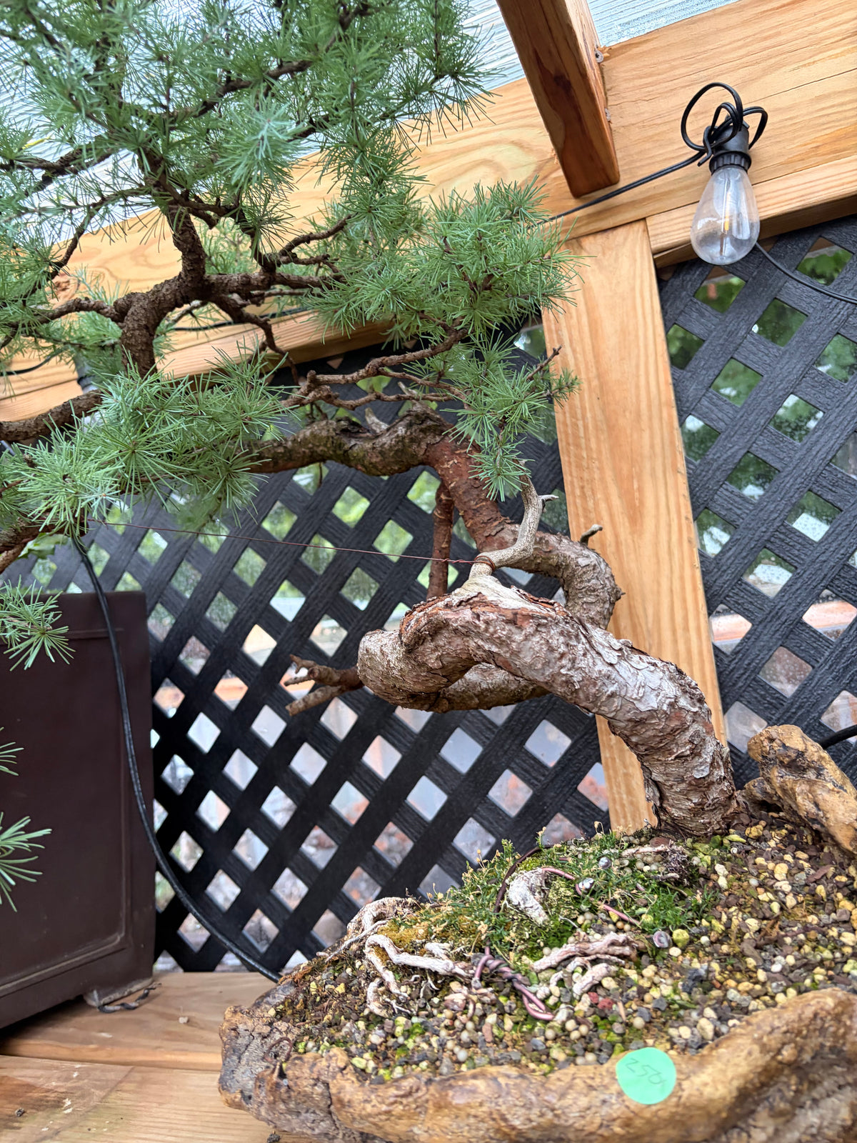 Japanese larch