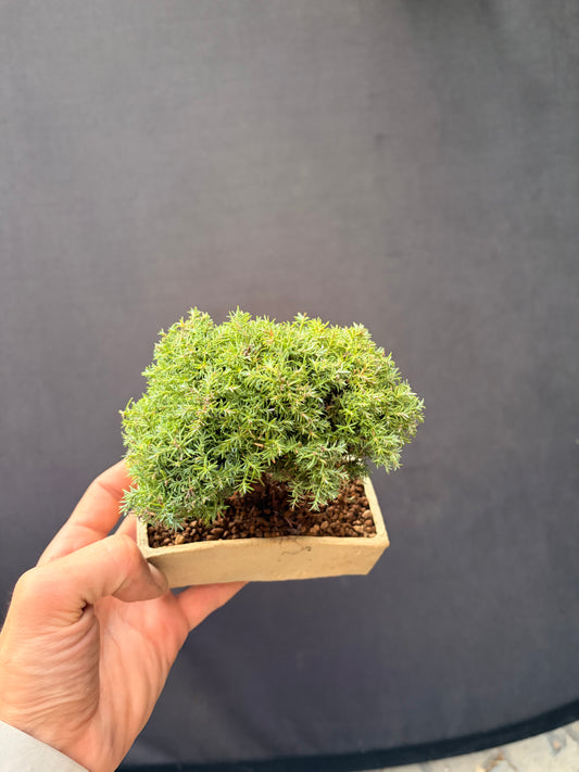 Dwarf Sawara cypress