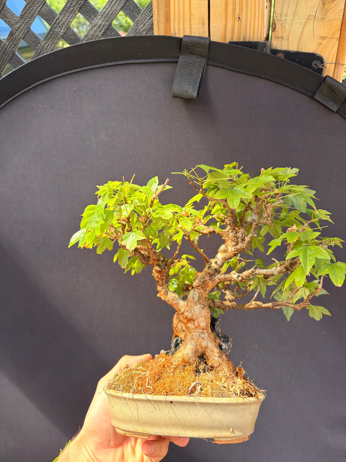 Trident maple root over rock