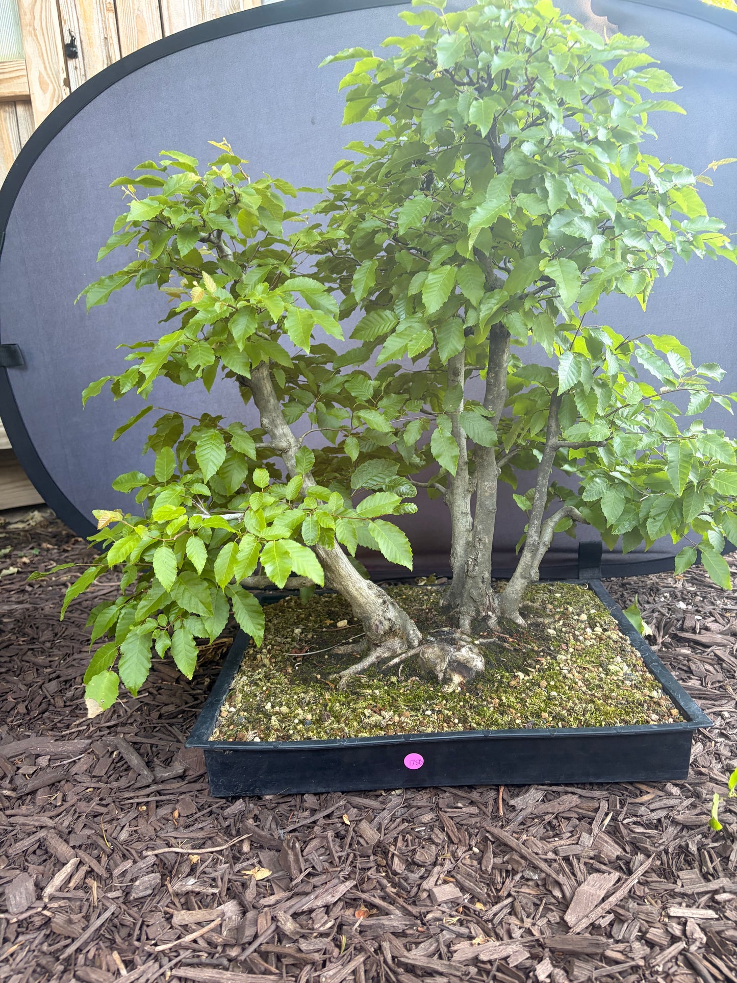 American horbeam clump