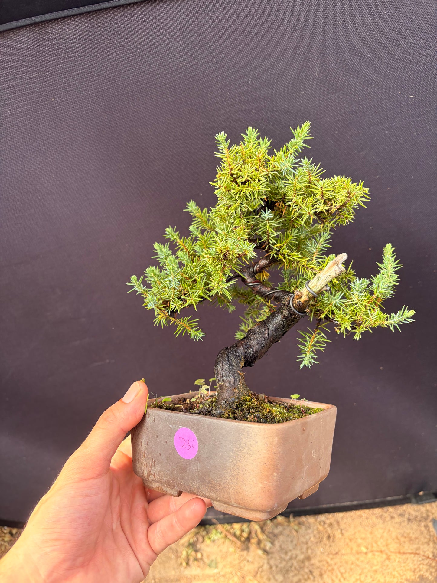 Tosho needle juniper