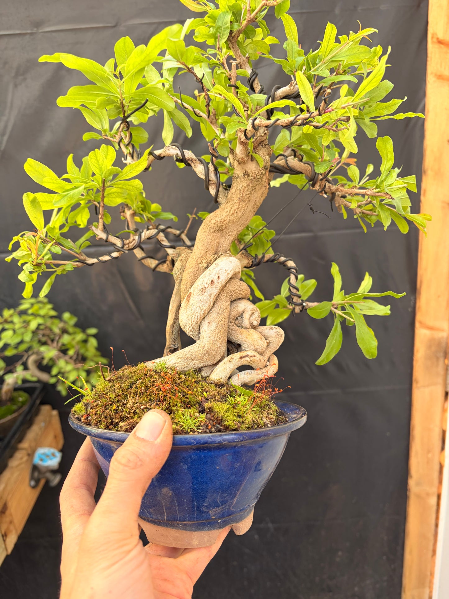 Nejikan pomegranate