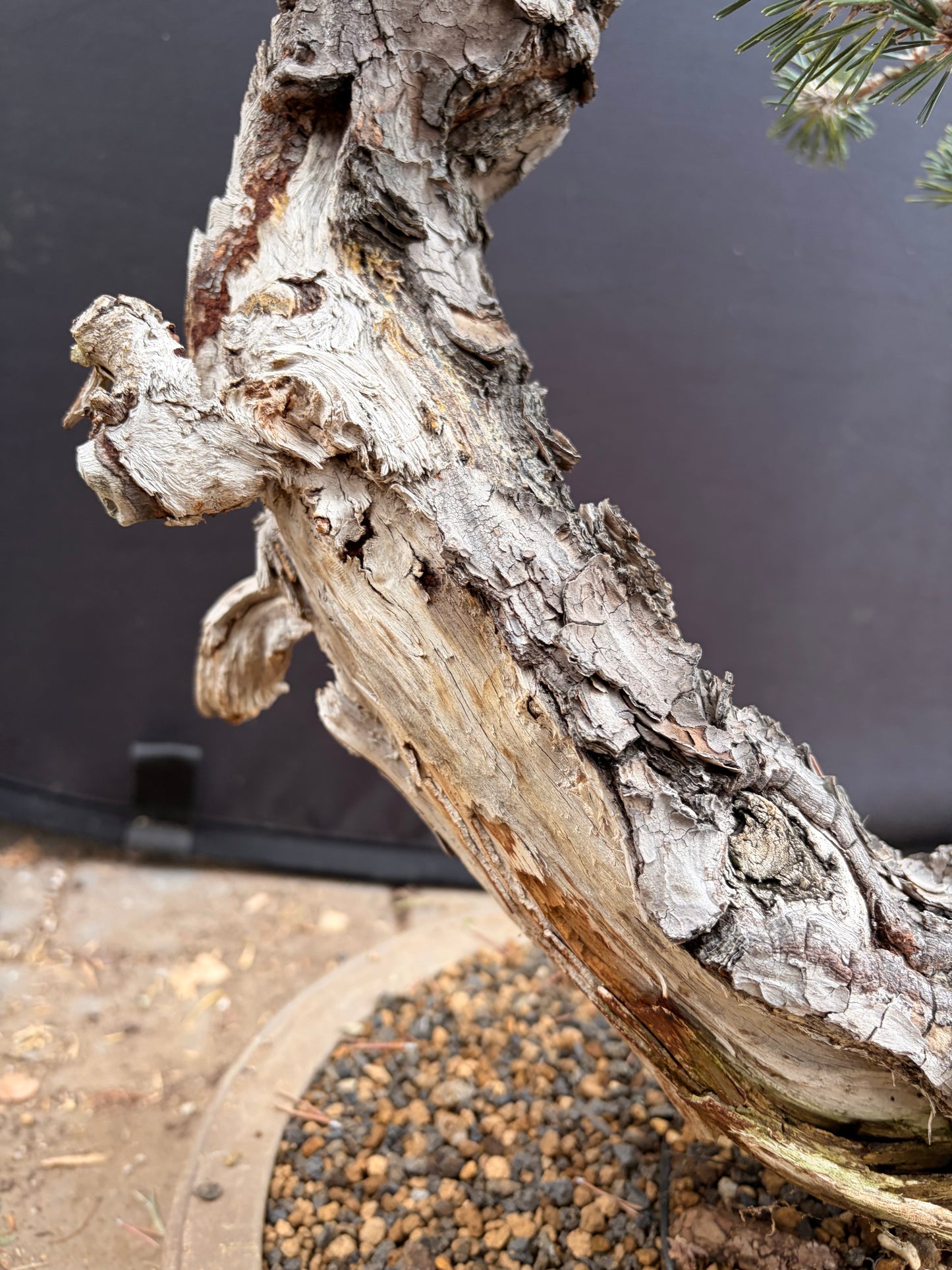 Kotobuki Japanese black pine