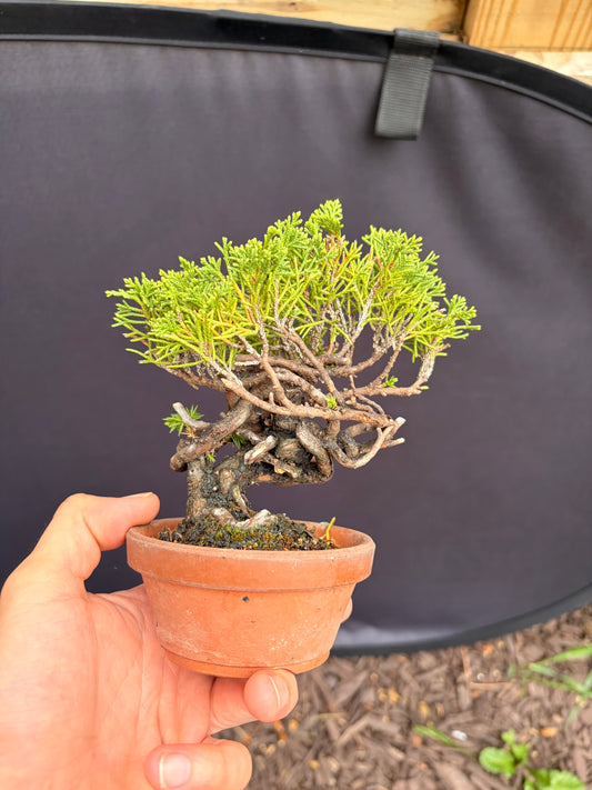 Shimpaku juniper