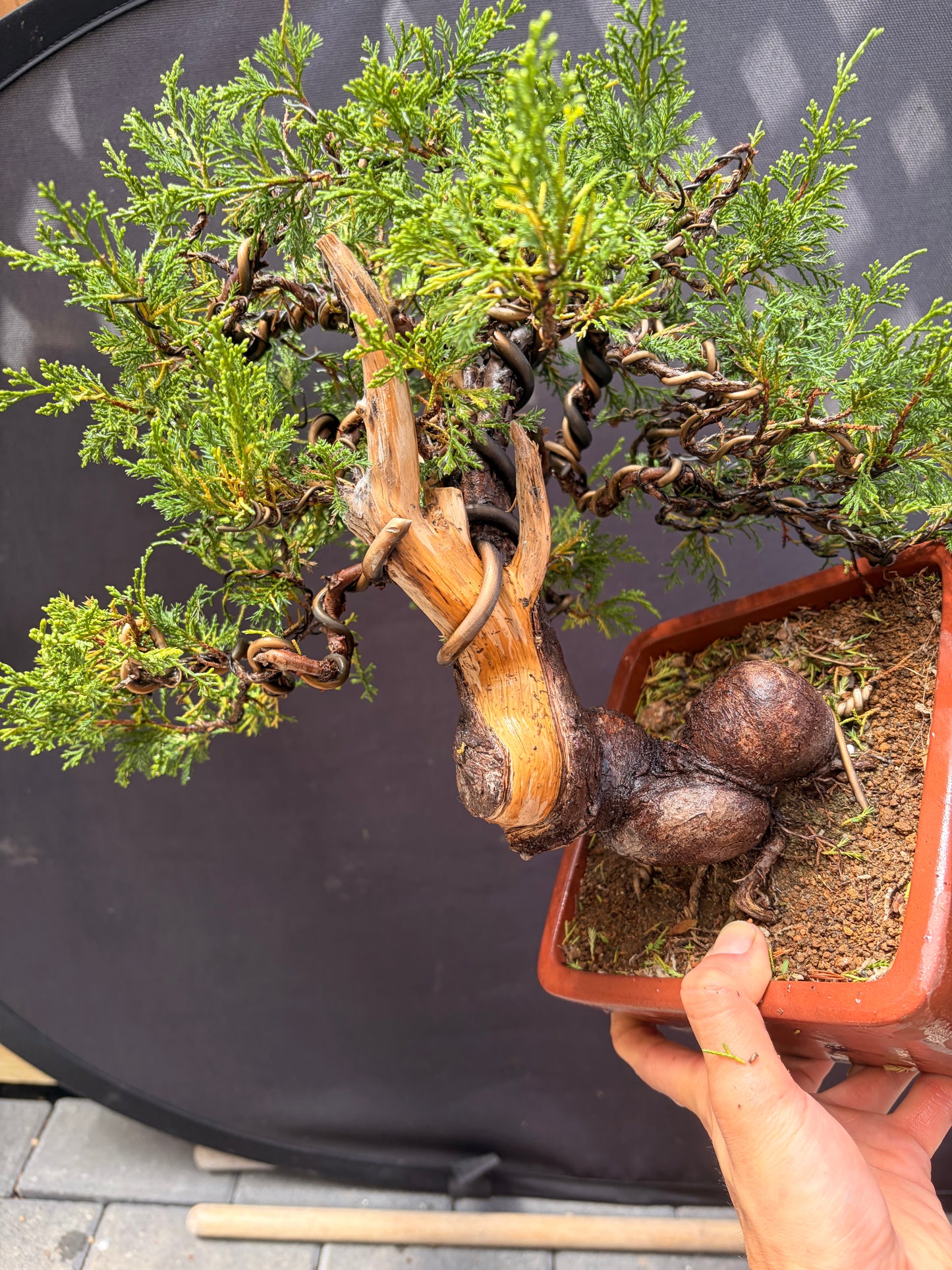Shimpaku juniper itoigawa