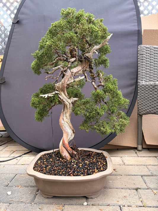 Shimpaku juniper Kishu