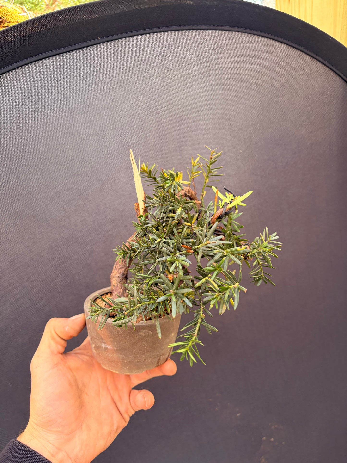 Japanese yew