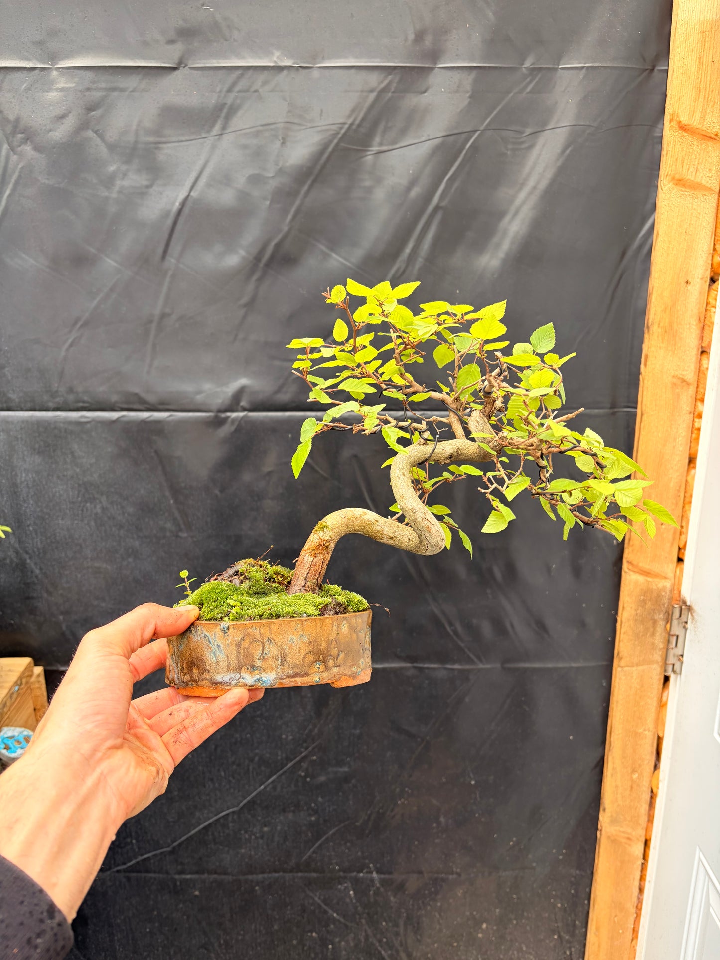Korean hornbeam