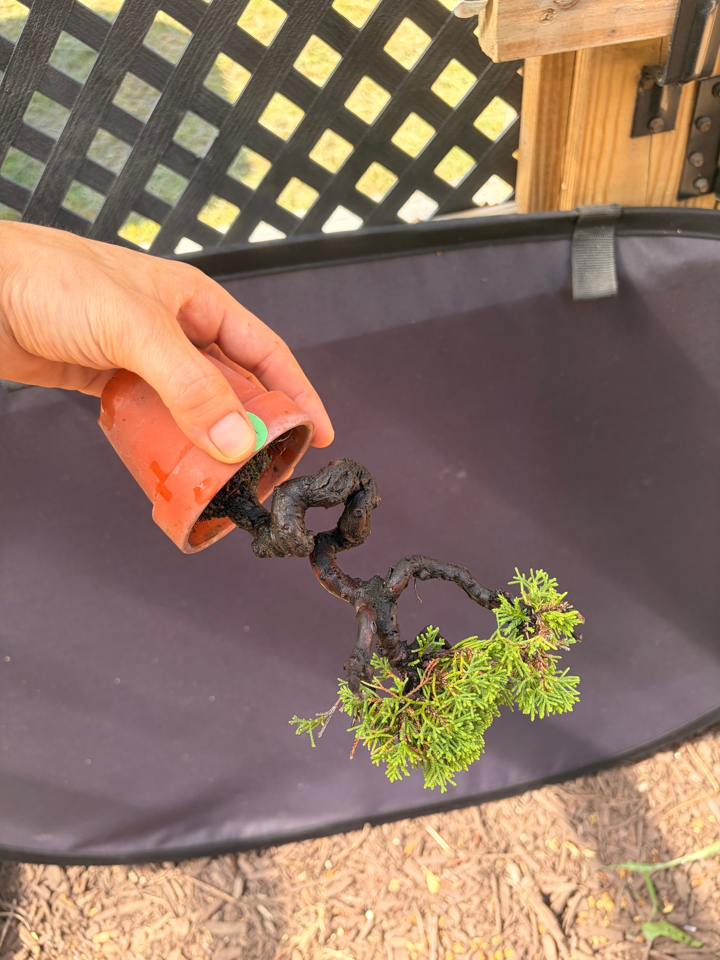 Shimpaku juniper