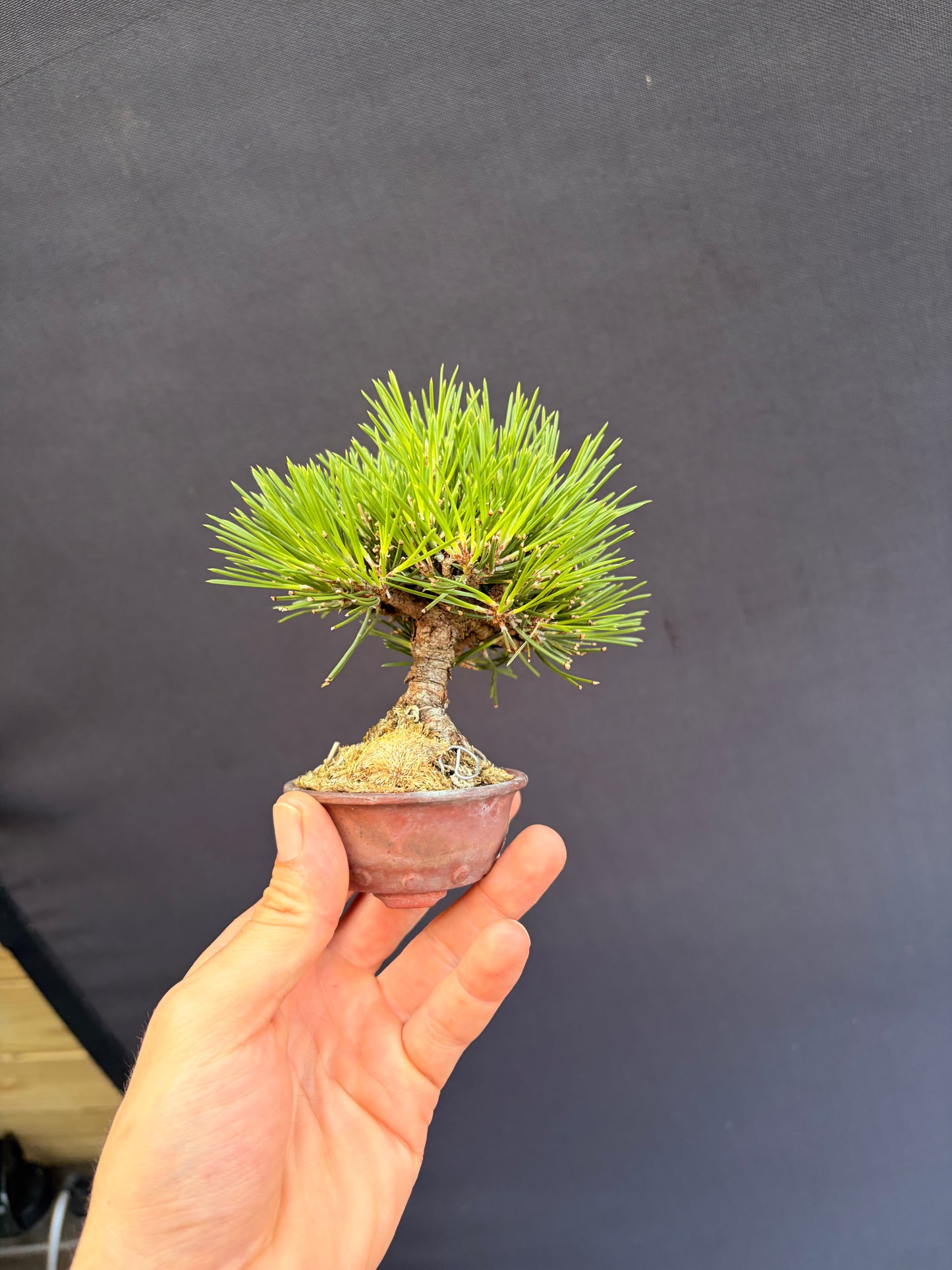 Japanese black pine