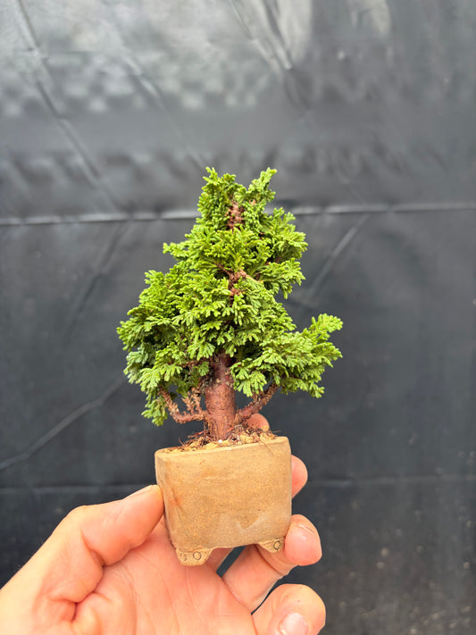 Primo arborvitae