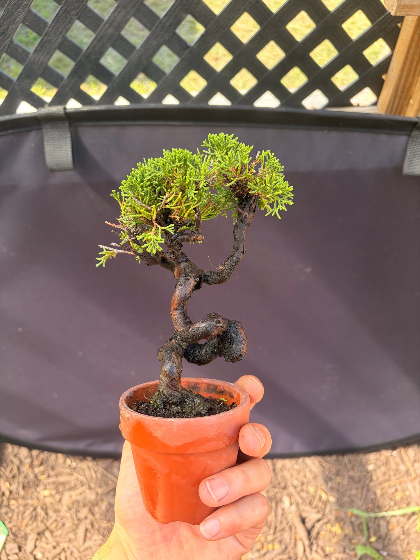 Shimpaku juniper