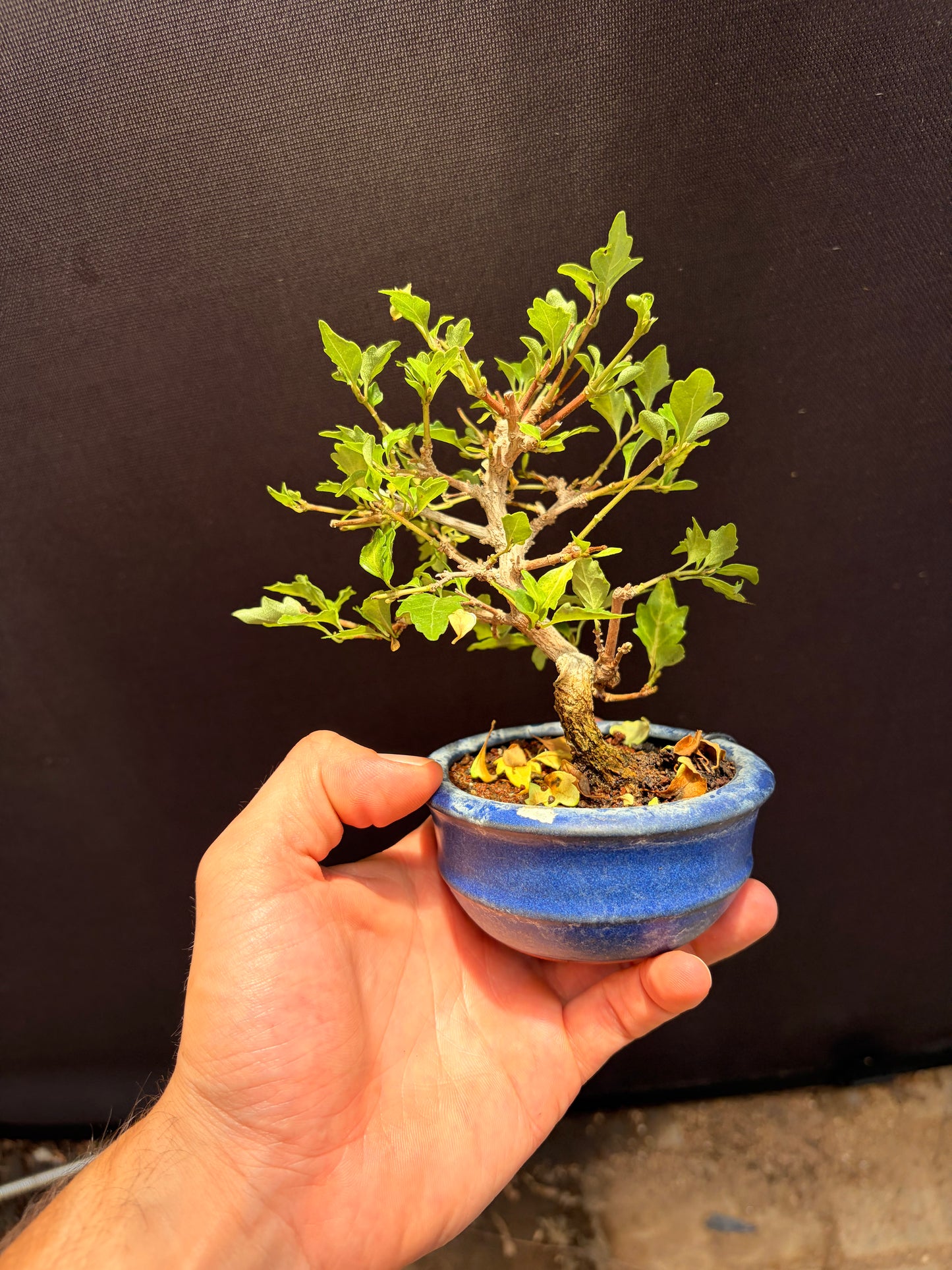 Japanese musk maple