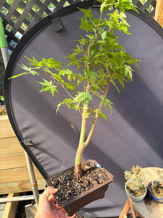 Japanese maple tall