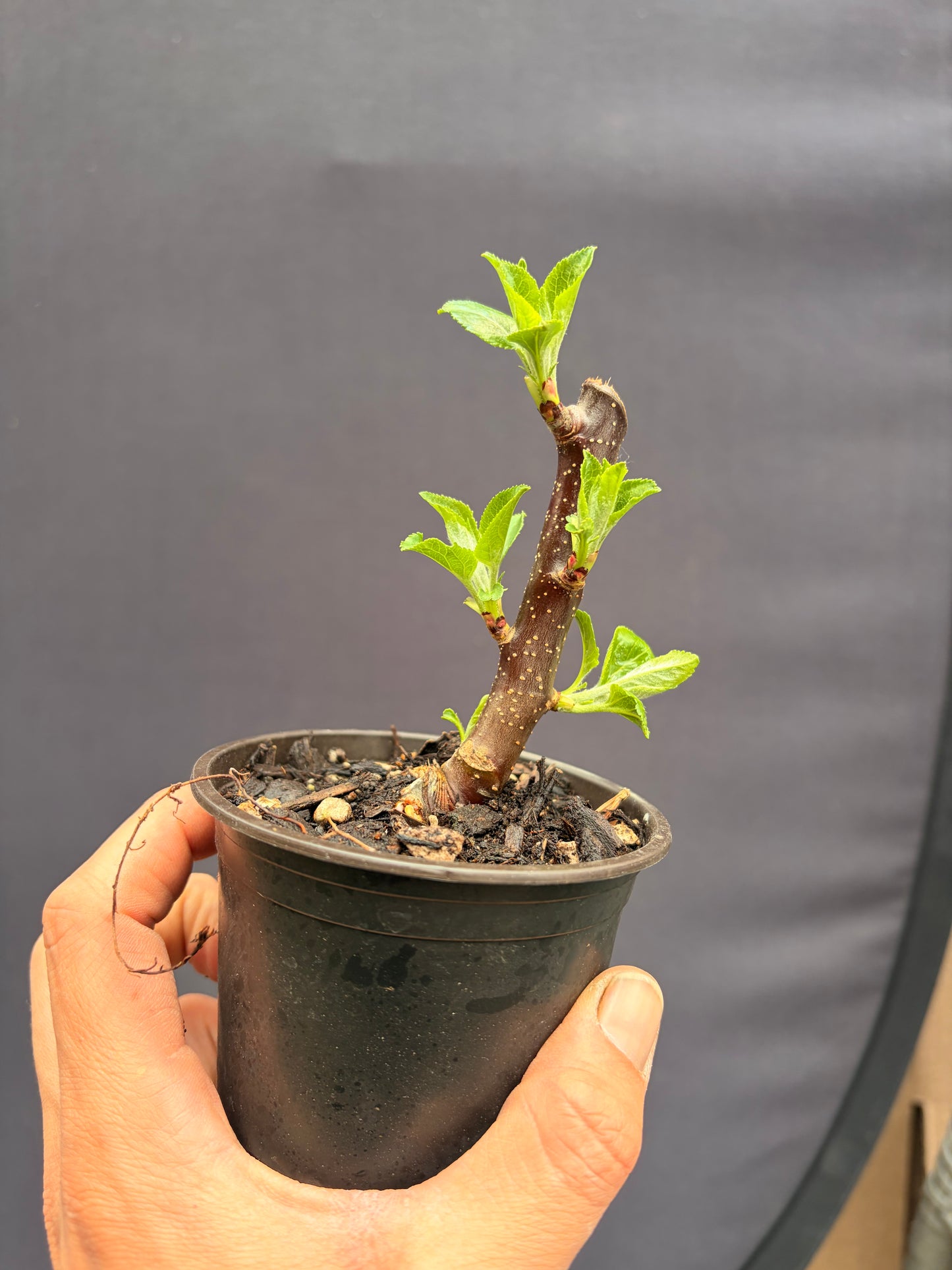 Dwarf apple tangy green