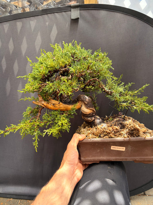 Shimpaku juniper itoigawa