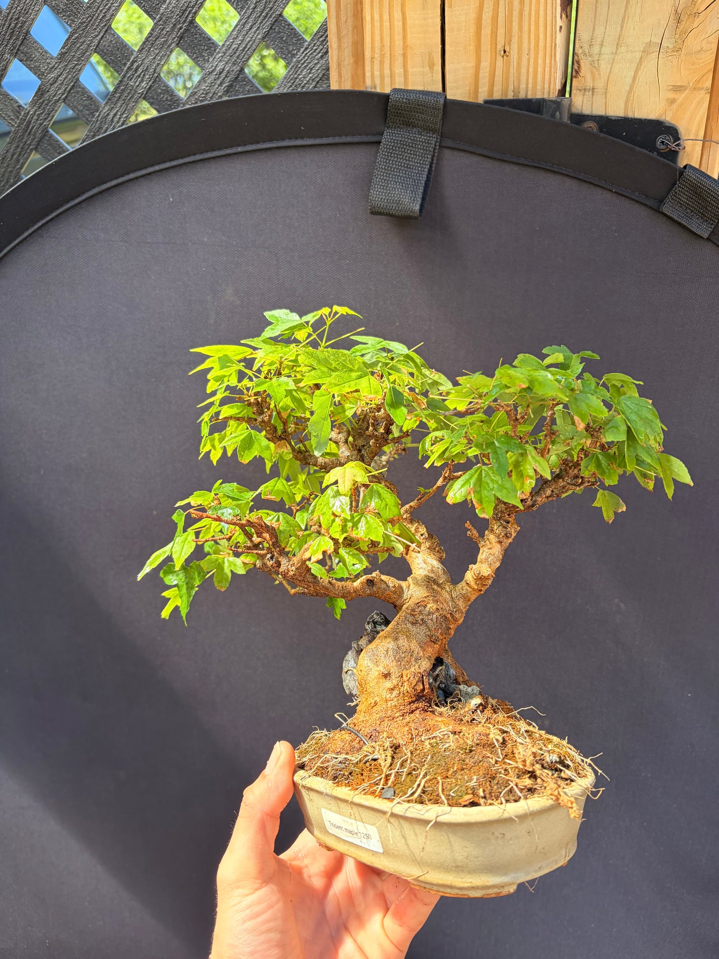 Trident maple root over rock