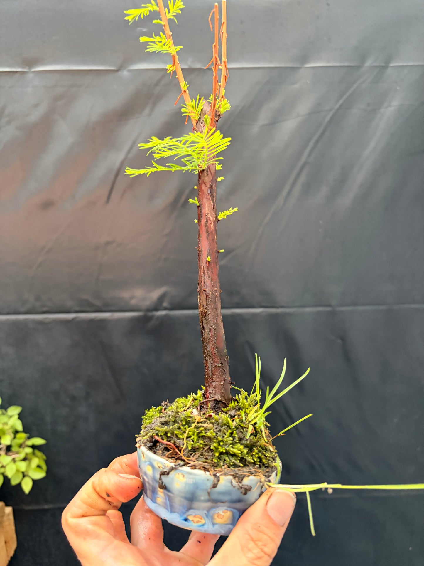 Bald cypress