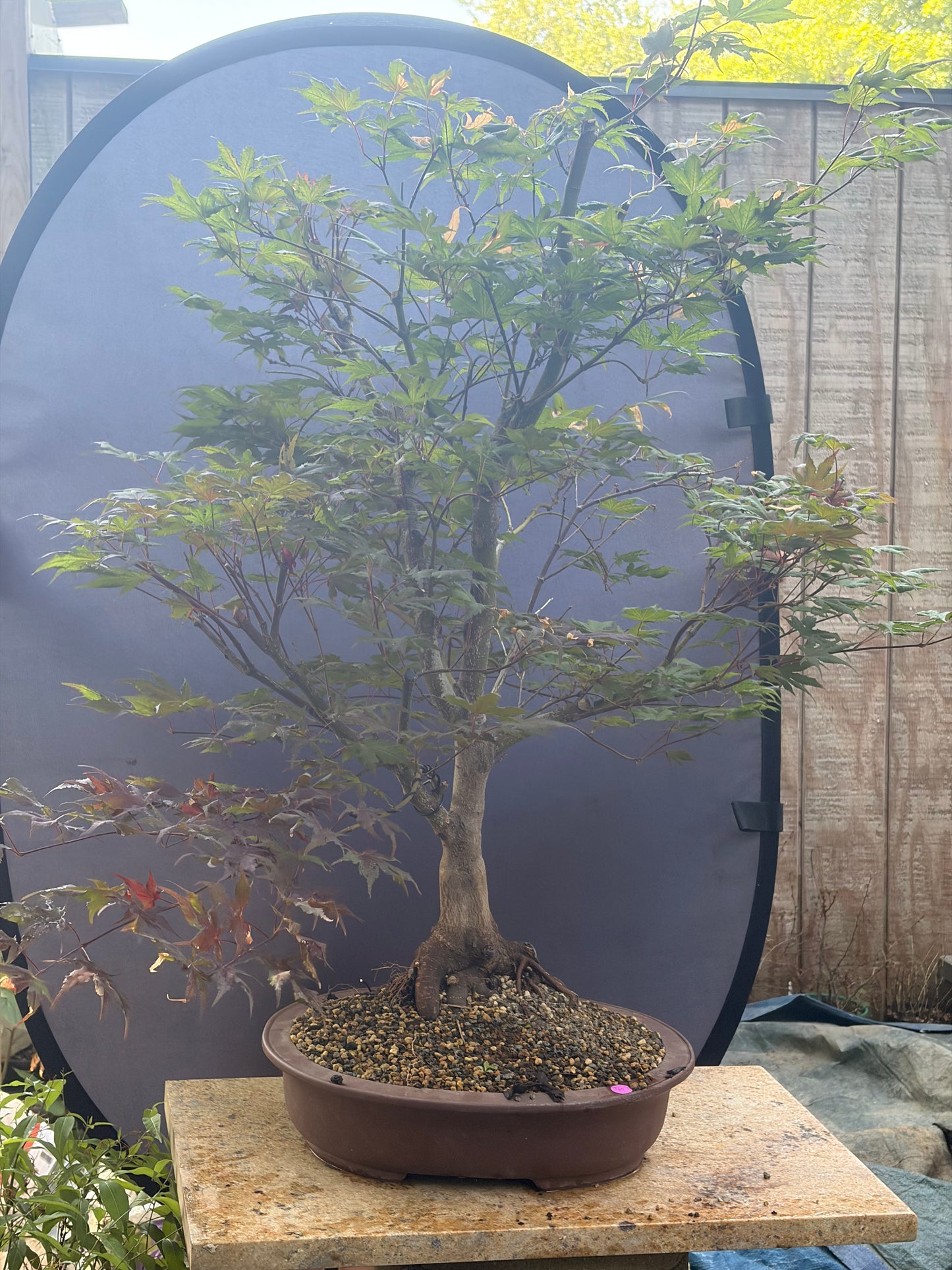 Japanese maple purple ghost