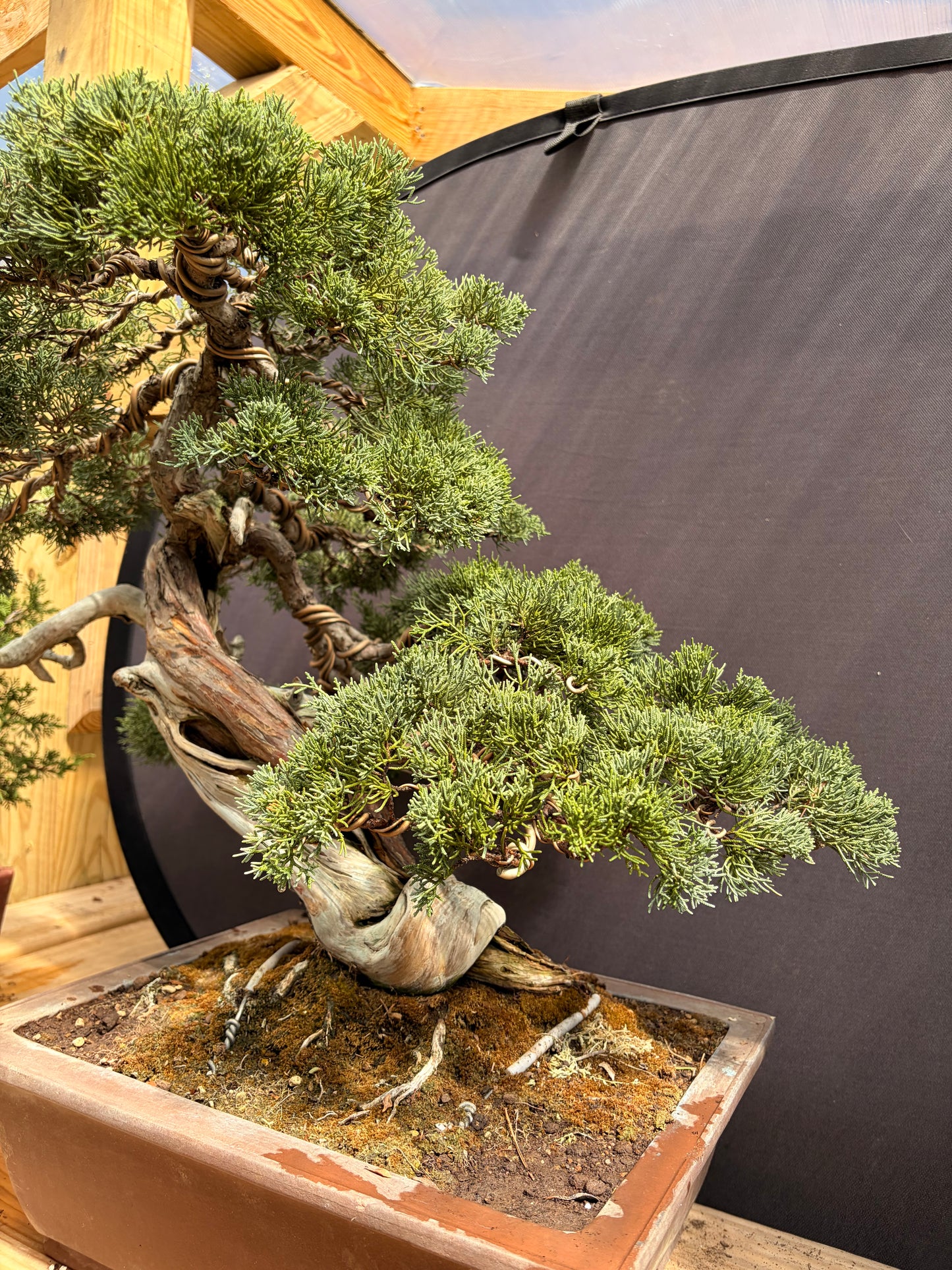 Shimpaku juniper