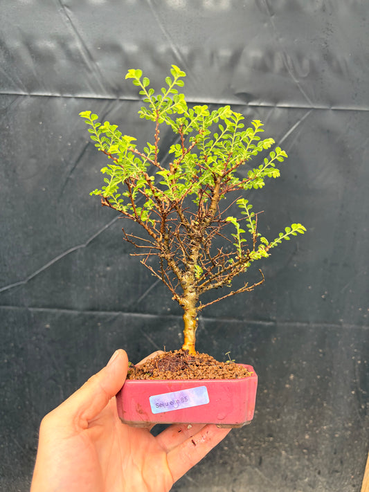 Seiju elm